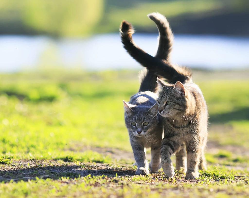 Covid: Scientists find more evidence of human-to-cat transmission
