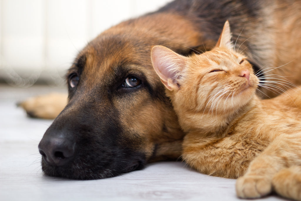 Cats carry diseases that can be deadly to humans, and it’s costing Australia $6 billion every year