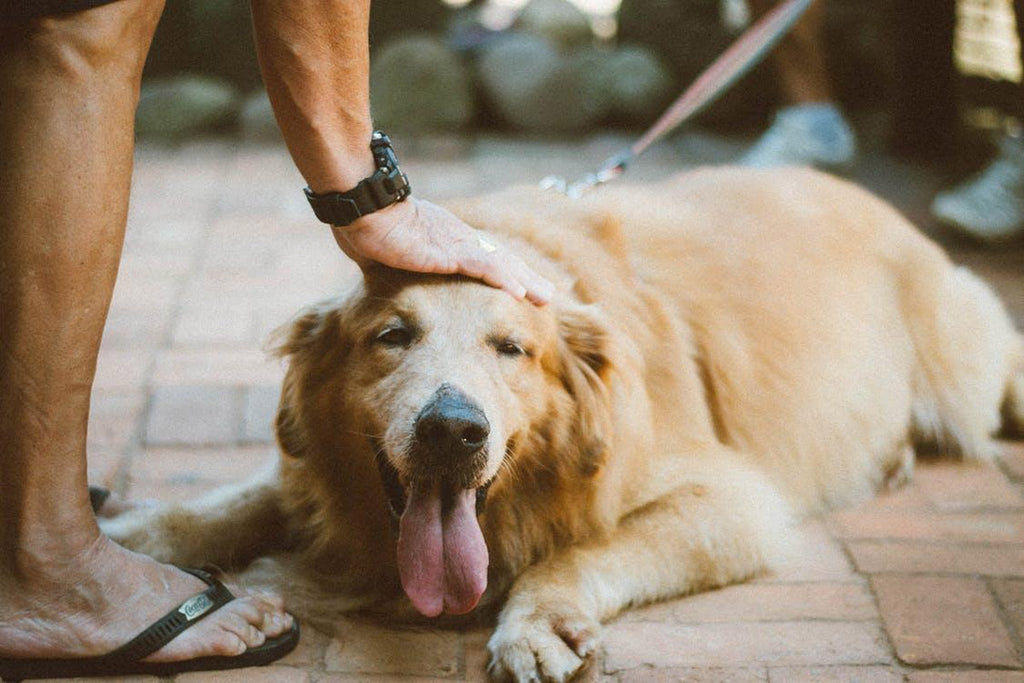 The latest coronavirus comes from dogs