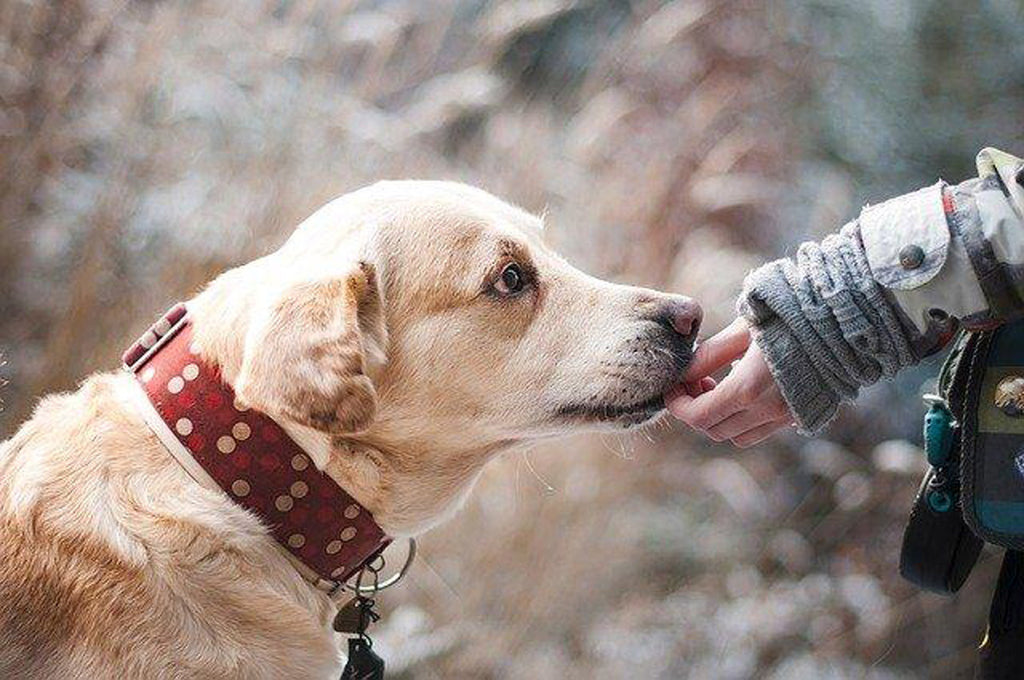 6 Types of Bacteria That Can Affect Your Pet