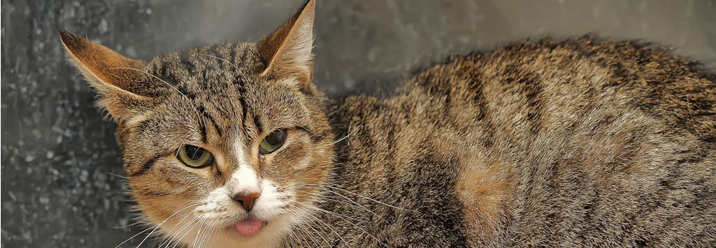 Why do cats stick their tongue out