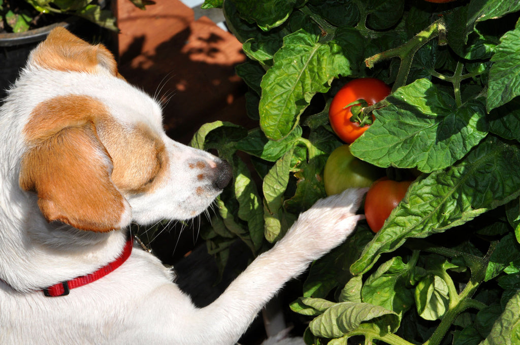 Plants and Foods That Are Poisonous to Pets