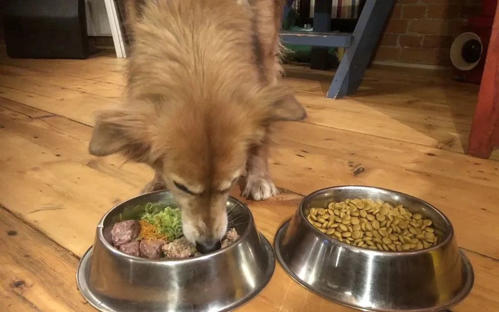 Eating Table Scraps and Raw Food May Help Protect Dogs Against Stomach Issues